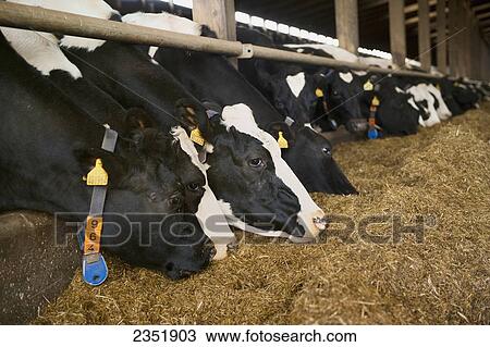 Livestock - Holstein dairy cows feeding on silage in a freestall barn at a dairy / England, United Kingdom. View Large Photo Image Stock Image - Livestock - Holstein dairy cows feeding on silage in a freestall barn at a dairy / England, United Kingdom.. Fotosearch