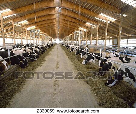 Livestock Holstein Dairy Cows Feeding On Silage In A Freestall
