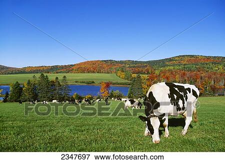 Stock Photo - Livestock - Holstein dairy cows grazing in a pasture with a lake and Fall colors in the background / West Danville, Vermont, USA.. Fotosearch