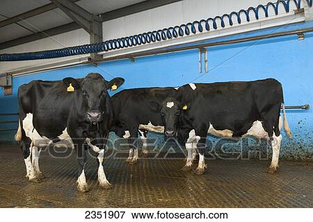Livestock - Holstein dairy cows in a holding area where the cows are washed prior to entering the milking parlor at a dairy / England, United Kingdom. View Large Photo Image Stock Photo - Livestock - Holstein dairy cows in a holding area where the cows are washed prior to entering the milking parlor at a dairy / England, United Kingdom.. Fotosearch