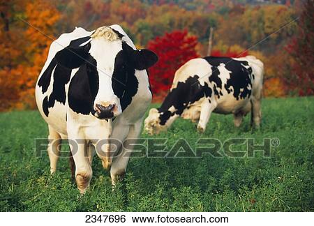 Livestock - Holstein dairy cows in a pasture of alfalfa with Autumn colors behind / New York, USA. View Large Photo Image Stock Photograph - Livestock - Holstein dairy cows in a pasture of alfalfa with Autumn colors behind / New York, USA.. Fotosearch