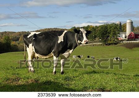 Livestock - Holstein dairy cows on a green pasture with dairy buildings and early Autumn colors in the background / near Granville, New York, USA. View Large Photo Image Stock Photo - Livestock - Holstein dairy cows on a green pasture with dairy buildings and early Autumn colors in the background / near Granville, New York, USA.. Fotosearch