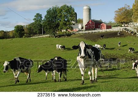 Livestock - Holstein dairy cows on a green pasture with dairy buildings and early Autumn colors in the background / near Granville, New York, USA. View Large Photo Image Stock Photography - Livestock - Holstein dairy cows on a green pasture with dairy buildings and early Autumn colors in the background / near Granville, New York, USA.. Fotosearch