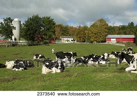 Stock Image - Livestock - Holstein dairy cows resting on a green pasture with dairy buildings and early Autumn colors in the background / near Granville, New York, USA.. Fotosearch