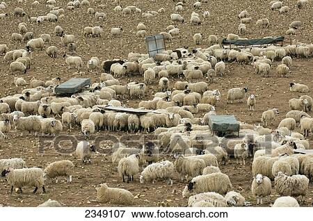 Stock Photo - Livestock - Lambs fattening on a root crop of turnips. Lambs, or hogs (up to a year old), are sometimes fattened on root crops / Cumbria, England, United Kingdom.. Fotosearch