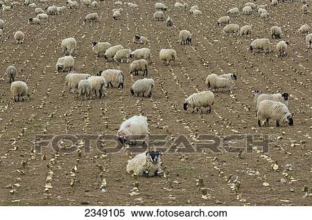 Stock Photography - Livestock - Lambs fattening on a root crop of turnips. Lambs, or hogs (up to a year old), are sometimes fattened on root crops / Cumbria, England, United Kingdom.. Fotosearch
