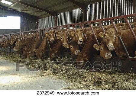 Livestock Limousin Beef Heifers Feeding On Silage In A Freestall