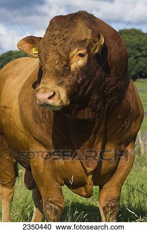 Stock Image - Livestock - Limousin bull on a green pasture / Lancashire, England, United Kingdom.. Fotosearch