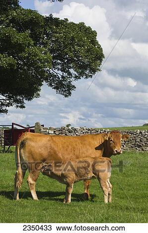 Stock Image - Livestock - Limousin cow and suckling calf on a green pasture / Lancashire, England, United Kingdom.. Fotosearch