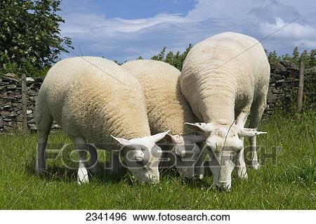 Stock Photograph - Livestock - Lleyn ewe with Texel sired twin lambs at foot. Lleyns are a Welsh breed of sheep / Lockerbie, Scotland, United Kingdom.. Fotosearch