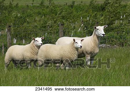 Livestock - Lleyn ewe with Texel sired twin lambs at foot. Lleyns are a Welsh breed of sheep / Lockerbie, Scotland, United Kingdom. View Large Photo Image Stock Photography - Livestock - Lleyn ewe with Texel sired twin lambs at foot. Lleyns are a Welsh breed of sheep / Lockerbie, Scotland, United Kingdom.. Fotosearch