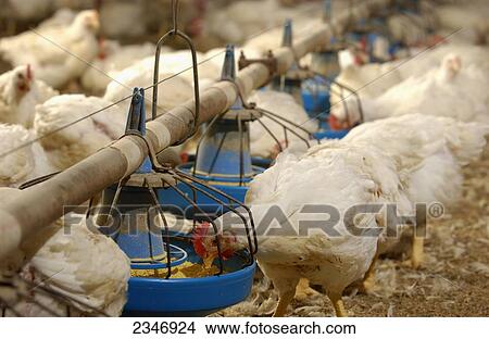 Livestock - Mature broiler chickens at a feeding station in a poultry house / Iowa, USA. View Large Photo Image Picture - Livestock - Mature broiler chickens at a feeding station in a poultry house / Iowa, USA.. Fotosearch