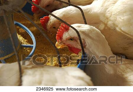 Livestock - Mature broiler chickens at a feeding station in a poultry house / Iowa, USA. View Large Photo Image Stock Photography - Livestock - Mature broiler chickens at a feeding station in a poultry house / Iowa, USA.. Fotosearch