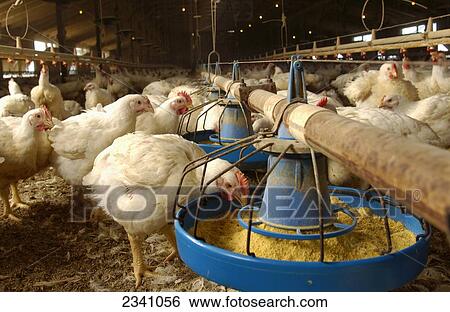 Stock Photograph - Livestock - Maturing broiler chickens at a feeding station in a large poultry house / Iowa, USA.. Fotosearch
