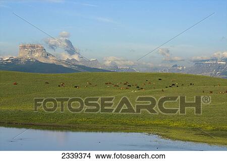 Picture - Livestock - Mixed breed cows and calves grazing on a green foothill pasture with the Canadian Rockies in the background / Alberta, Canada.. Fotosearch