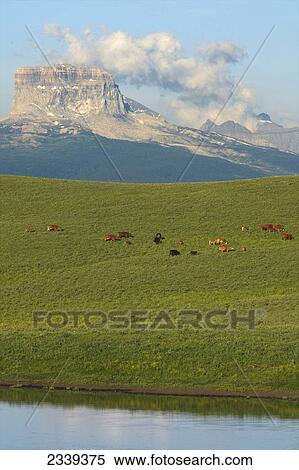 Stock Photography - Livestock - Mixed breed cows and calves grazing on a green foothill pasture with the Canadian Rockies in the background / Alberta, Canada.. Fotosearch