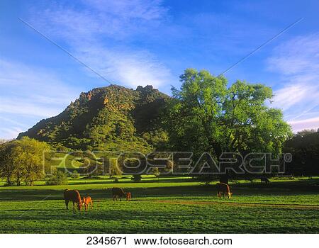 Stock Image - Livestock - Mixed breeds of beef cattle graze on a green pasture near the Sutter Buttes / Sutter County, California, USA.. Fotosearch