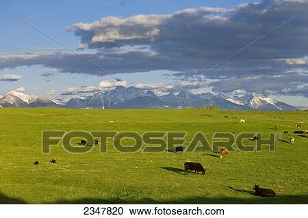 Stock Image - Livestock - Mixed breeds of beef cattle graze on a lush Spring pasture / Mission Valley, Montana, USA.. Fotosearch