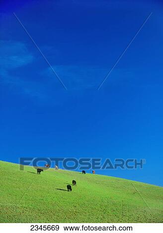 Livestock - Mixed breeds of beef cattle graze on a green hillside against an intense blue sky / California, USA. View Large Photo Image Stock Photo - Livestock - Mixed breeds of beef cattle graze on a green hillside against an intense blue sky / California, USA.. Fotosearch