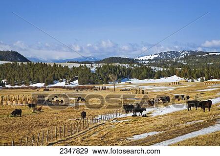 Stock Photo - Livestock - Mixed breeds of beef cattle on partially snow covered late Winter pastures. Breeds are Black Angus and Limousin / near Avon, Montana, USA.. Fotosearch