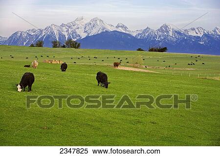 Livestock - Mixed breeds of beef cattle graze on a lush Spring pasture / Mission Valley, Montana, USA. View Large Photo Image Stock Photography - Livestock - Mixed breeds of beef cattle graze on a lush Spring pasture / Mission Valley, Montana, USA.. Fotosearch