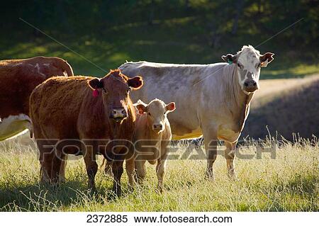 Livestock - Mixed breeds of beef cattle on a green pasture / near Paskenta, California, USA. View Large Photo Image Stock Photography - Livestock - Mixed breeds of beef cattle on a green pasture / near Paskenta, California, USA.. Fotosearch