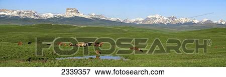 Stock Photo - Livestock - Mixed breeds of beef cows and calves assemble beside a pond after sunrise in a foothills pasture with the Canadian Rockies in the background / Alberta, Canada.. Fotosearch