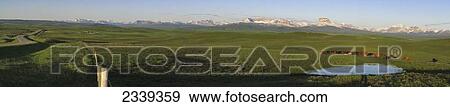 Livestock - Mixed breeds of beef cows and calves assemble beside a pond after sunrise in a foothills pasture with the Canadian Rockies in the background with a fence and county road on the left / Alberta, Canada. View Large Photo Image Stock Photo - Livestock - Mixed breeds of beef cows and calves assemble beside a pond after sunrise in a foothills pasture with the Canadian Rockies in the background with a fence and county road on the left / Alberta, Canada.. Fotosearch