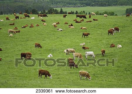 Stock Image - Livestock - Mixed breeds of young beef cows grazing and resting on a green pasture / Alberta, Canada.. Fotosearch