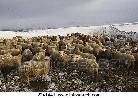 Livestock - Mule (crossbred) ewes in snow on a moorland, waiting to be fed / Cumbria, England, United Kingdom. View Large Photo Image Stock Image - Livestock - Mule (crossbred) ewes in snow on a moorland, waiting to be fed / Cumbria, England, United Kingdom.. Fotosearch