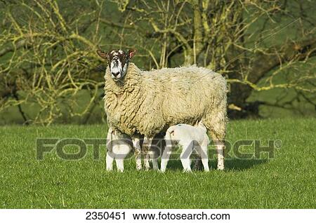 Stock Image - Livestock - Mule ewe (hybrid sheep) with nursing lambs / England, United Kingdom.. Fotosearch