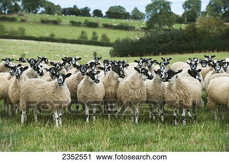 Livestock - Mule gimmer lambs on a green pasture. A mule is usually a cross between a Bluefaced Leicester ram and a Swaledale ewe, and are backbone of UK sheep industry. A Gimmer is a female sheep / England, United Kingdom. View Large Photo Image Stock Image - Livestock - Mule gimmer lambs on a green pasture. A mule is usually a cross between a Bluefaced Leicester ram and a Swaledale ewe, and are backbone of UK sheep industry. A Gimmer is a female sheep / England, United Kingdom.. Fotosearch