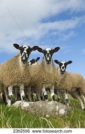 Livestock - Mule gimmer lambs on a green pasture. A mule is usually a cross between a Bluefaced Leicester ram and a Swaledale ewe, and are backbone of UK sheep industry. A Gimmer is a female sheep / England, United Kingdom. View Large Photo Image Stock Photograph - Livestock - Mule gimmer lambs on a green pasture. A mule is usually a cross between a Bluefaced Leicester ram and a Swaledale ewe, and are backbone of UK sheep industry. A Gimmer is a female sheep / England, United Kingdom.. Fotosearch