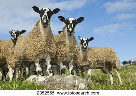 Stock Photography - Livestock - Mule gimmer lambs on a green pasture. A mule is usually a cross between a Bluefaced Leicester ram and a Swaledale ewe, and are backbone of UK sheep industry. A Gimmer is a female sheep / England, United Kingdom.. Fotosearch