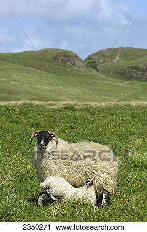 Stock Image - Livestock - Northumberland type Blackface ewe with her lamb nursing, on moorland / United Kingdom.. Fotosearch