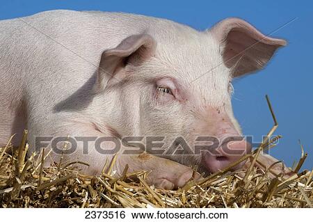 Stock Photograph - Livestock - Piglet laying on a straw bale / DeKalb, Illinois, USA.. Fotosearch