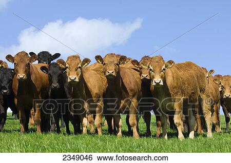 Livestock - Red and black Limousin beef cattle lined up on a green pasture / England, United Kingdom. View Large Photo Image Stock Photograph - Livestock - Red and black Limousin beef cattle lined up on a green pasture / England, United Kingdom.. Fotosearch