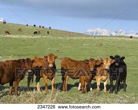 Livestock - Red Angus and Black Angus beef heifers on a green Spring pasture with the snow capped Rocky Mountains in the distance / Alberta, Canada. View Large Photo Image Stock Photograph - Livestock - Red Angus and Black Angus beef heifers on a green Spring pasture with the snow capped Rocky Mountains in the distance / Alberta, Canada.. Fotosearch