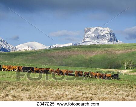 Stock Photography - Livestock - Red Angus and Black Angus beef cattle bunched up along a fenceline on a green Spring pasture with the snow capped Rocky Mountains in the background / Alberta, Canada.. Fotosearch