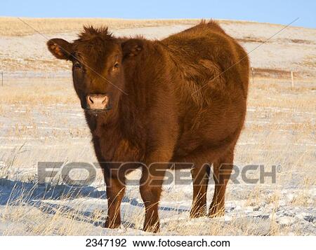 Livestock - Red Angus beef cow on a snow covered Winter native prairie pasture in afternoon light / Alberta, Canada. View Large Photo Image Stock Image - Livestock - Red Angus beef cow on a snow covered Winter native prairie pasture in afternoon light / Alberta, Canada.. Fotosearch