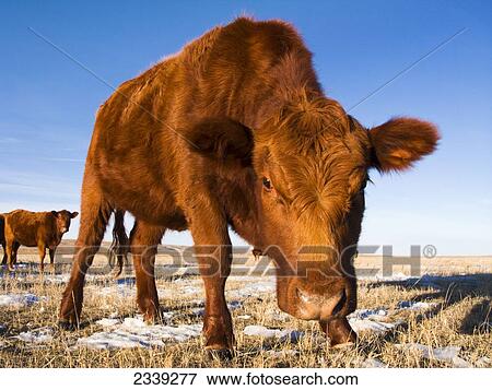 Livestock - Red Angus beef cow on a snow covered Winter native prairie pasture in afternoon light / Alberta, Canada. View Large Photo Image Stock Photo - Livestock - Red Angus beef cow on a snow covered Winter native prairie pasture in afternoon light / Alberta, Canada.. Fotosearch