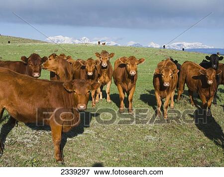 Stock Photo - Livestock - Red Angus beef heifers, and one Black Angus heifer, on a green Spring pasture with the snow capped Rocky Mountains in the distance / Alberta, Canada.. Fotosearch