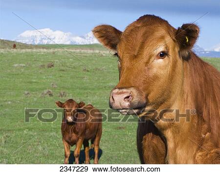 Stock Photo - Livestock - Red Angus beef heifers on a rolling green Spring pasture with the snow capped Rocky Mountains in the distance / Alberta, Canada.. Fotosearch