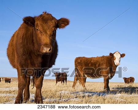 Stock Photo - Livestock - Red Angus, Hereford and Red Angus/Hereford-cross heifers on a snow covered Winter pasture / Alberta, Canada.. Fotosearch