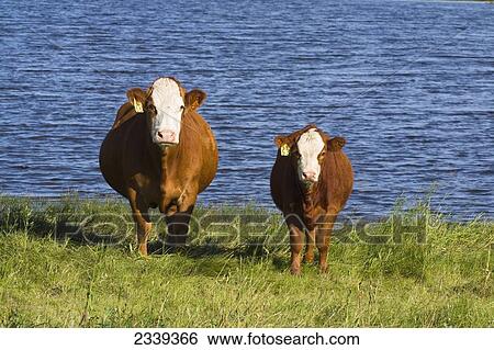 Livestock - Red white-faced beef cow and calf on native prairie along the edge of a prairie lake / Alberta, Canada. View Large Photo Image Stock Photograph - Livestock - Red white-faced beef cow and calf on native prairie along the edge of a prairie lake / Alberta, Canada.. Fotosearch