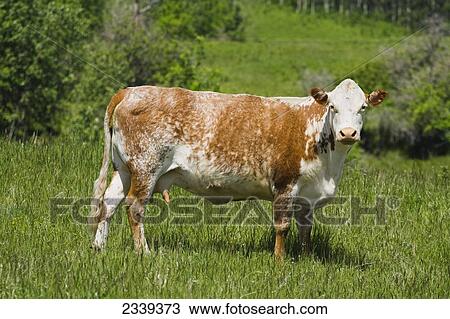 Stock Image - Livestock - Roan shorthorn beef cow standing in a green pasture / Alberta, Canada.. Fotosearch