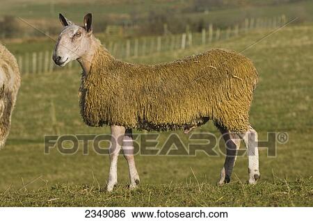 Livestock - Side view of a Blue Faced Leicester ram, sire to mule (crossbred) sheep / Scotland, United Kingdom. View Large Photo Image Stock Photograph - Livestock - Side view of a Blue Faced Leicester ram, sire to mule (crossbred) sheep / Scotland, United Kingdom.. Fotosearch