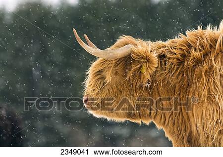 Stock Image - Livestock - Sideview of a Highland cow in a light snowstorm / England, United Kingdom.. Fotosearch