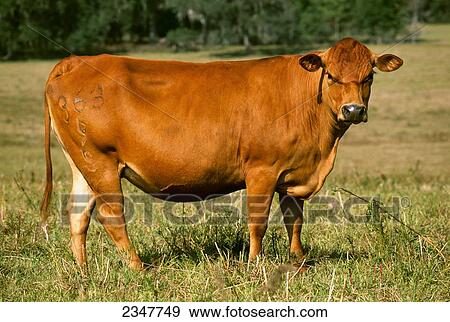 Livestock - Sideview of a Romosinuano beef cow on a green pasture / Florida, USA. View Large Photo Image Stock Photo - Livestock - Sideview of a Romosinuano beef cow on a green pasture / Florida, USA.. Fotosearch