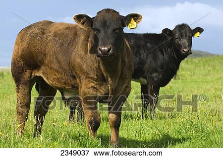 Livestock - Six month old crossbred beef calves on a green pasture. These calves are a cross between a Blonde D'Aquataine bull and a Belgian Blue cow / England, United Kingdom. View Large Photo Image Stock Photo - Livestock - Six month old crossbred beef calves on a green pasture. These calves are a cross between a Blonde D'Aquataine bull and a Belgian Blue cow / England, United Kingdom.. Fotosearch